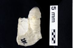 Foto (Detailansicht) von Decapoda indet. (NHMW-GEO-1990-0041-0281)